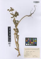 Filed as Euphorbia arguta Banks & Sol. [family EUPHORBIACEAE]