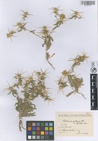 Filed as Centaurea hyalolepis Boiss. [family ASTERACEAE]