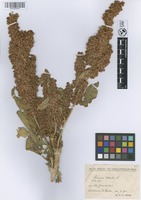 Filed as Rumex patientia L. [family POLYGONACEAE]