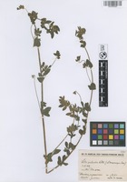 Filed as Lotus palustris Willd. [family FABACEAE]