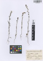 Filed as Linaria chalepensis Mill. [family PLANTAGINACEAE]