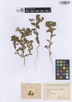 Filed as Euphorbia arguta Banks & Sol. [family EUPHORBIACEAE]