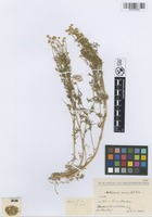 Filed as Matricaria aurea (Loefl.) Sch. Bip. [family ASTERACEAE]
