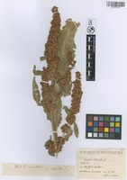 Filed as Rumex patientia L. [family POLYGONACEAE]