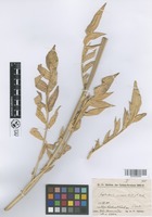 Filed as Cephalaria procera Fisch. & Avé-Lall. [family DIPSACACEAE]