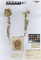 Filed as Onopordum illyricum L. [family ASTERACEAE]
