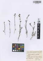 Filed as Linaria chalepensis Mill. [family PLANTAGINACEAE]