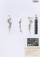 Filed as Matricaria aurea (Loefl.) Sch. Bip. [family ASTERACEAE]