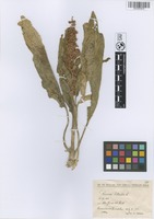 Filed as Rumex patientia L. [family POLYGONACEAE]