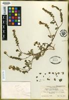 Isotype of Phacelia ciliata Benth. var. opaca J.T. Howell [family HYDROPHYLLACEAE]
