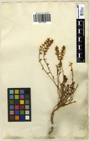 Filed as Polycenia [family SCROPHULARIACEAE]