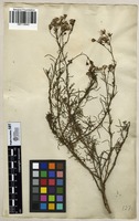 Filed as Senecio pinnulatus Thunb. [family ASTERACEAE]
