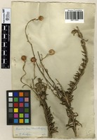 Filed as Anaxeton laeve (Harv.)Lundgren [family ASTERACEAE]