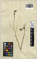 Filed as Linaria spartea Hoffmanns. & Link [family PLANTAGINACEAE]