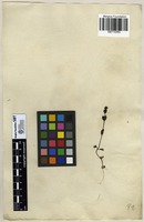 Filed as Veronica serpyllifolia L. [family SCROPHULARIACEAE]