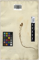 Filed as Polycenia [family SCROPHULARIACEAE]