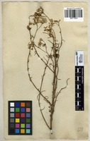 Filed as Senecio pinnulatus Thunb. [family ASTERACEAE]