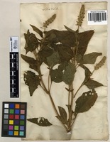 Filed as Salvia hispanica L. [family LAMIACEAE]