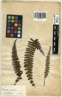 Filed as Blechnum australe L. [family BLECHNACEAE]