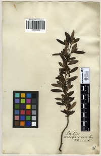 Filed as Salix mucronata Thunb. [family SALICACEAE]