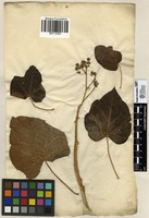 Filed as Jatropha curcas [family EUPHORBIACEAE]