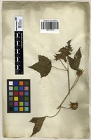 Filed as Hibiscus surattensis L. [family MALVACEAE]