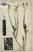 Filed as Senecio pinnulatus Thunb. [family ASTERACEAE]