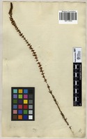 Filed as Hebenstretia dentata L. [family SCROPHULARIACEAE]