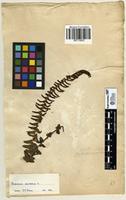 Filed as Blechnum australe L. [family BLECHNACEAE]