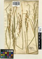 Filed as Oryza sativa L. [family POACEAE]