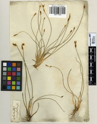 Filed as Asparagus aethiopicus L. [family ASPARAGACEAE]