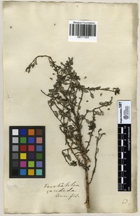 Filed as Forsskaolea candida L.f. [family URTICACEAE]