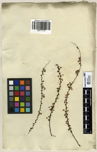 Filed as Spiraea hypericifolia L. [family ROSACEAE]