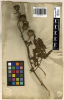 Filed as Hibiscus surattensis L. [family MALVACEAE]