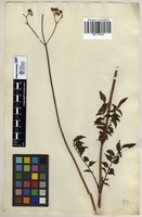 Filed as Valeriana capensis Thunb. [family CAPRIFOLIACEAE]