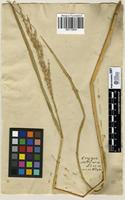 Filed as Oryza sativa L. [family POACEAE]