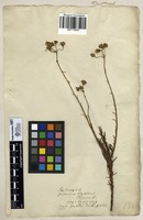 Filed as Senecio pinnulatus Thunb. [family ASTERACEAE]
