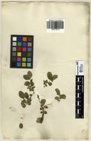 Filed as Elaphrium capense [family BURSERACEAE]