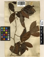 Filed as Doliocarpus strictus [family DILLENIACEAE]