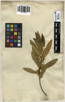 Filed as Kiggelaria africana L. [family ACHARIACEAE]