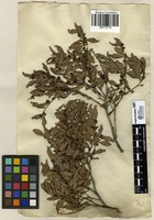 Filed as Euclea undulata Thunb. [family EBENACEAE]