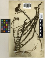 Filed as Selago corymbosa L. [family SCROPHULARIACEAE]