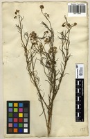 Filed as Senecio pinnulatus Thunb. [family ASTERACEAE]