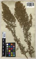 Filed as Artemisia afra Jacq. [family ASTERACEAE]