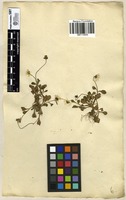 Filed as Bellis annua L. [family ASTERACEAE]