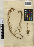 Filed as Rumex acetosella L. [family POLYGONACEAE]