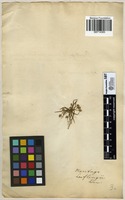Filed as Plantago loeflingii L. [family PLANTAGINACEAE]