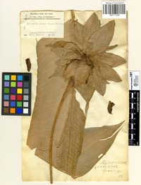 Filed as Calathea comosa (L.f.)Lindl. [family MARANTACEAE]