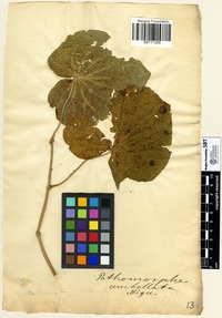 Filed as Potomorphe umbellata Miq. [family PIPERACEAE]