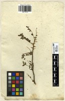 Filed as Elaphrium capense [family BURSERACEAE]